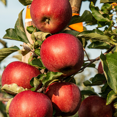 Яблоки Ред Чиф, фасованные