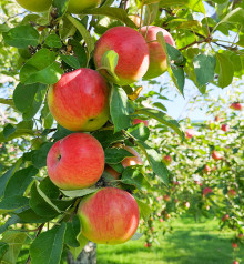 Яблоки Роял Гала