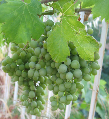 Виноград Киш-миш, весовой